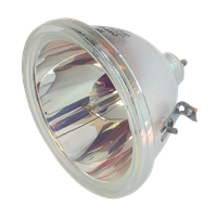 CLARITY WILDCAT WN-4030-SE Lampe ohne Modul